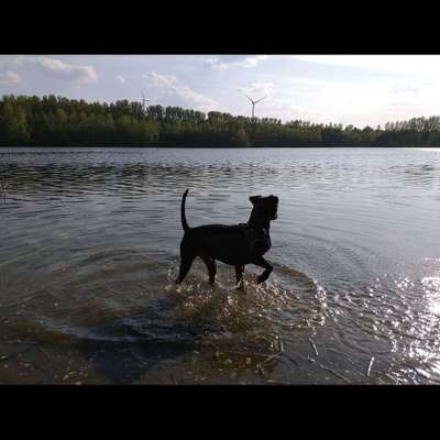 Dein Hund im Dogorama-Kalender 2021-Beitrag-Bild