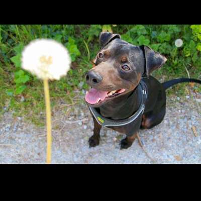 Dein Hund im Dogorama-Kalender 2021-Beitrag-Bild