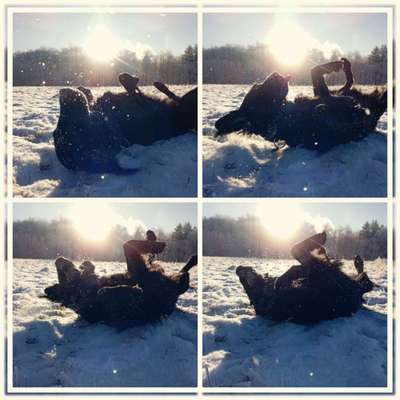 Flat Coated Retriever-Beitrag-Bild