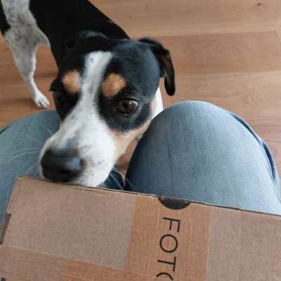 Ratonero Bodeguero Andaluz-Beitrag-Bild
