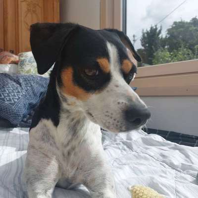 Ratonero Bodeguero Andaluz-Beitrag-Bild