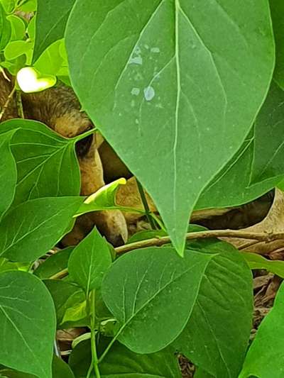 Dogorama Photo Challenge - Tarnung ist alles-Beitrag-Bild