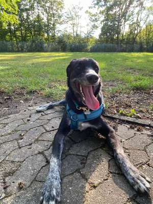 Hundetreffen-Spaziergang / Hunde toben lassen-Bild