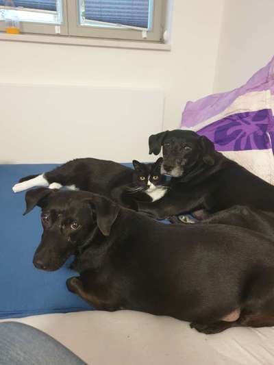 Bester Freund, Hundekumpel - zeigt her!-Beitrag-Bild