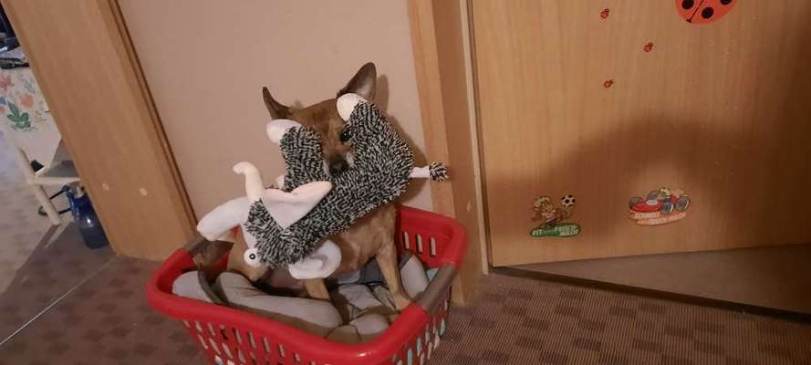 Die Dogorama Wochen Challenge-Beitrag-Bild