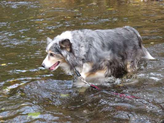 Hundetreffen-Herdorfer Strassenhunde -Gassigruppe--Bild