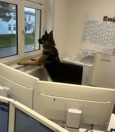 🐶 Sind Bürohunde jetzt VERBOTEN?! 😱-Beitrag-Bild