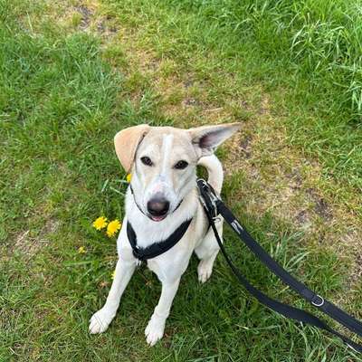 Hundetreffen-Gasirunde oder spielrunde