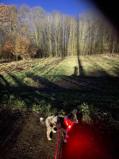 Beleuchtung beim Gassigang-Beitrag-Bild