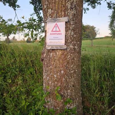 Giftköder-Eichenprozessionsspinner in Altburg-Bild