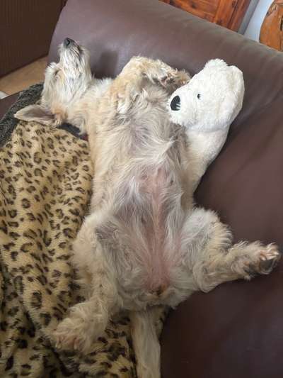 Hunde aus Griechenland-Beitrag-Bild