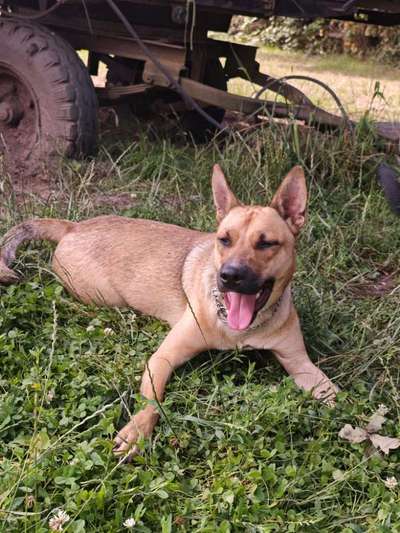 Hundetreffen-Wir suchen Canicross Anfänger für gemeinsame Übungsrunden-Bild