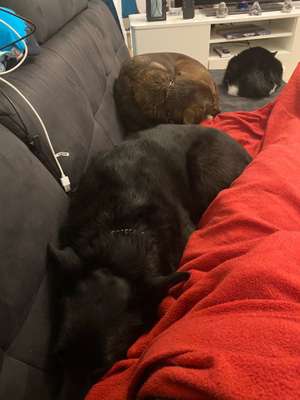 Hund und Katz Momente-Beitrag-Bild