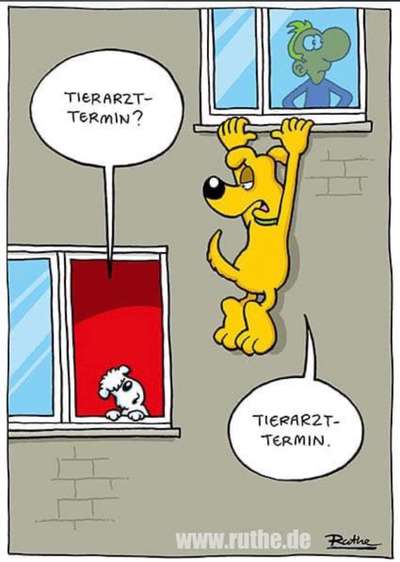 Hunde Memes-Beitrag-Bild