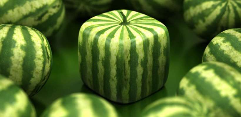 Brachycephale Hunderassen-Beitrag-Bild