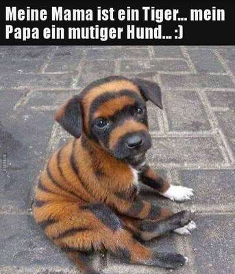 Hunde Memes-Beitrag-Bild