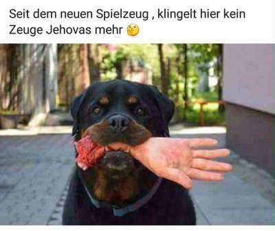 Hunde Memes-Beitrag-Bild