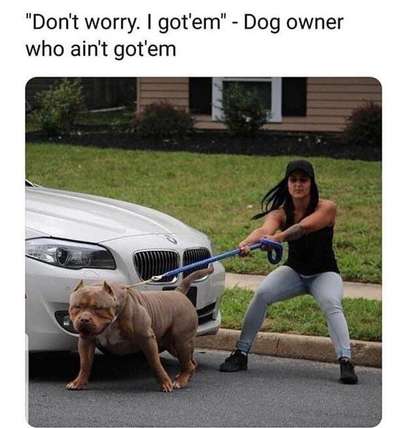 Hunde Memes-Beitrag-Bild