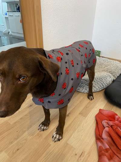 Bastelstunde für den Vierbeiner-Beitrag-Bild