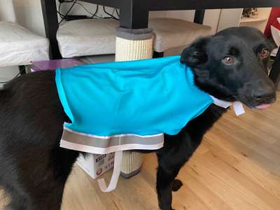 Bastelstunde für den Vierbeiner-Beitrag-Bild