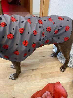 Bastelstunde für den Vierbeiner-Beitrag-Bild