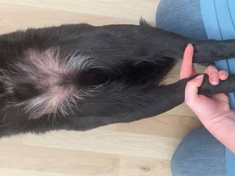 Narkose beim Hund wegen Röntgen?-Beitrag-Bild