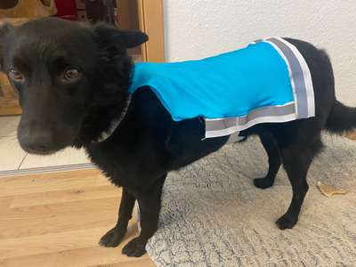 Bastelstunde für den Vierbeiner-Beitrag-Bild