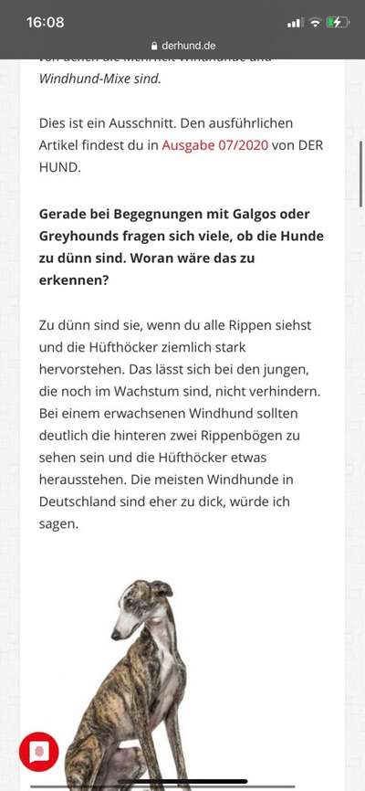 Wann ist ein "Windhund" wirklich zu dünn ? Frage an "Windhundeexperten"-Beitrag-Bild