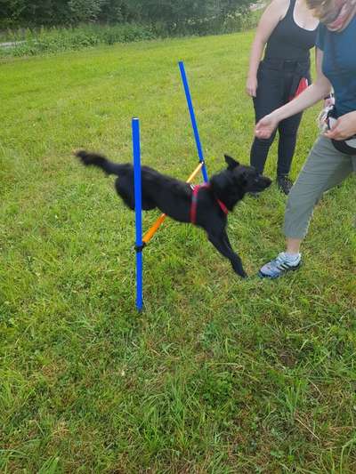 Hundesport mit Tierschutzhund-Beitrag-Bild