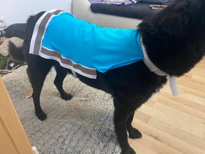 Bastelstunde für den Vierbeiner-Beitrag-Bild