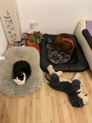 Hund und Katz Momente-Beitrag-Bild