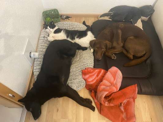 Hund und Katz Momente-Beitrag-Bild