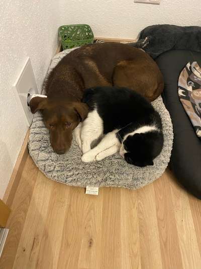 Hund und Katz Momente-Beitrag-Bild