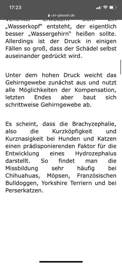 Brachycephale Hunderassen-Beitrag-Bild