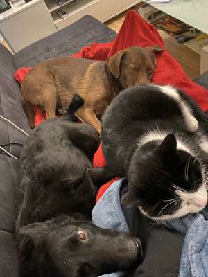 Hund und Katz Momente-Beitrag-Bild