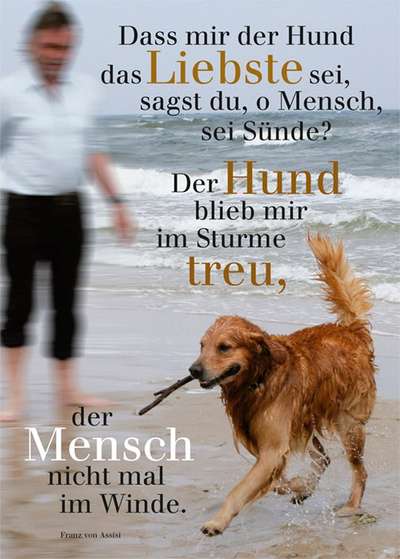 Hunde Memes-Beitrag-Bild
