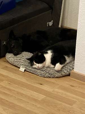 Hund und Katz Momente-Beitrag-Bild