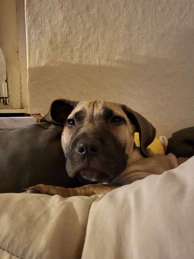 Seltene Rassen!-Beitrag-Bild