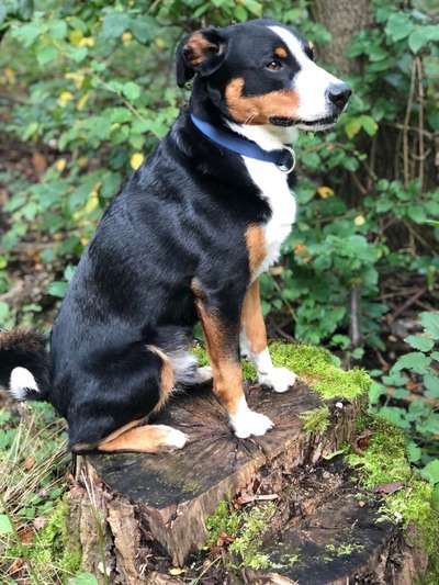 Appenzeller Sennenhunde-Beitrag-Bild