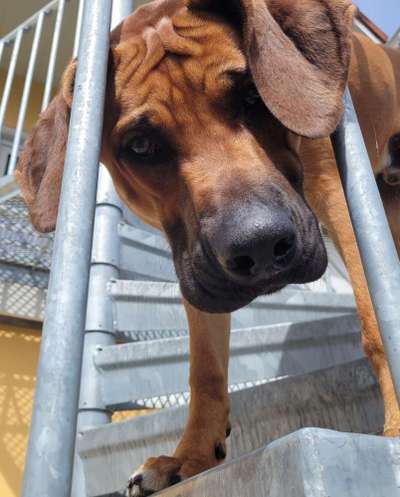 Fotochallenge Nr.89 - Charakter und Wesen-Beitrag-Bild