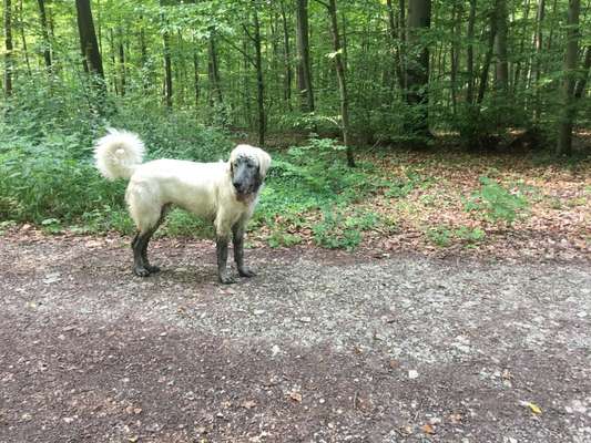 Maremmano-Beitrag-Bild