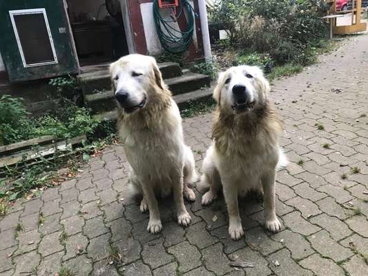 Maremmano-Beitrag-Bild