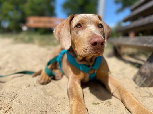 Welpen Bilder !-Beitrag-Bild