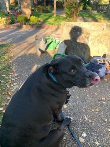 Hunde Memes-Beitrag-Bild