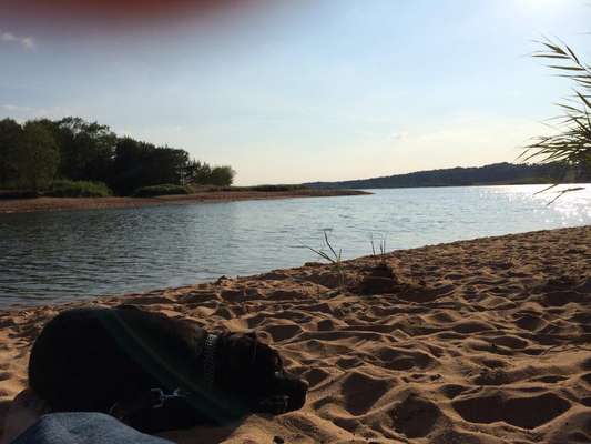 Dogorama-Monats-Challenge-Mai "Wasser"-Beitrag-Bild