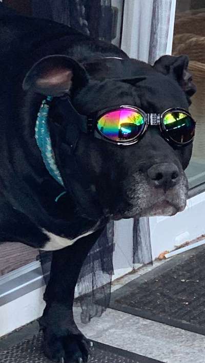 Hunde Memes-Beitrag-Bild