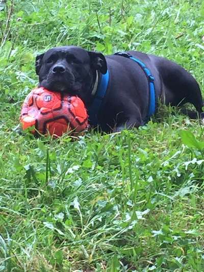 Foto's und Hundemodels-Beitrag-Bild