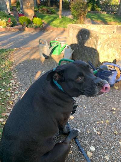 Lustigsten Grimassen von euren Hunden-Beitrag-Bild