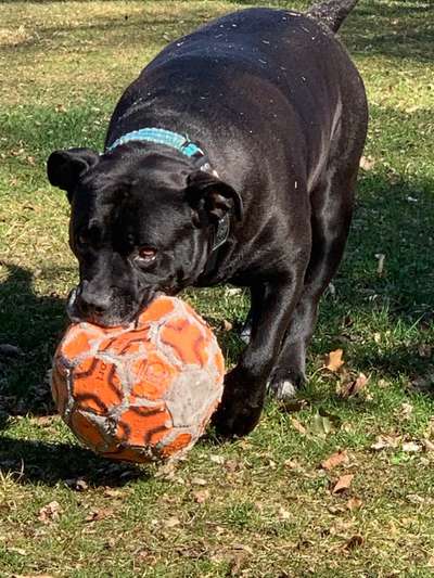 Boxer ???-Beitrag-Bild