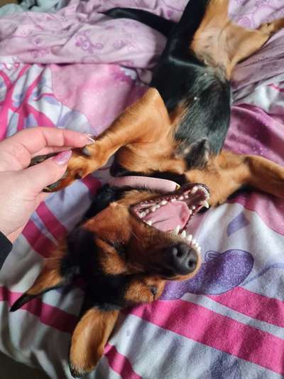 Fotosammlung: ,,Der natürliche Hund" Unbearbeitet, ungestellt und in Natura-Beitrag-Bild